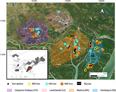 First Evidence of Chimpanzee Extractive Tool Use in Cantanhez, Guinea-Bissau: Cross-Community Variation in Honey Dipping